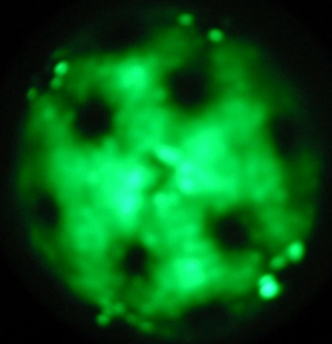 Ba-Atome auf W-Spitze