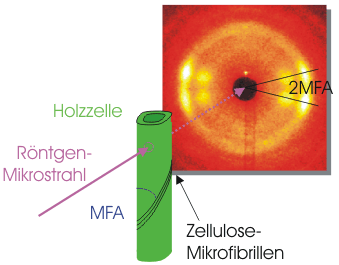 Schematic buildup of a wood cell and principle of MFA-determination